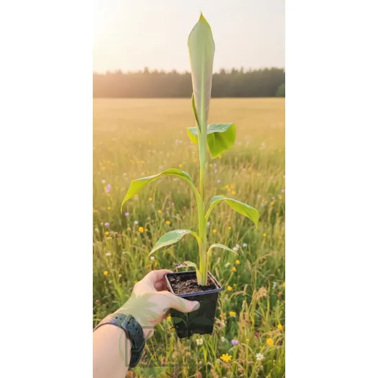 oferowana sadzonka bananowca do gruntu sikkimensis red tiger w doniczce P8