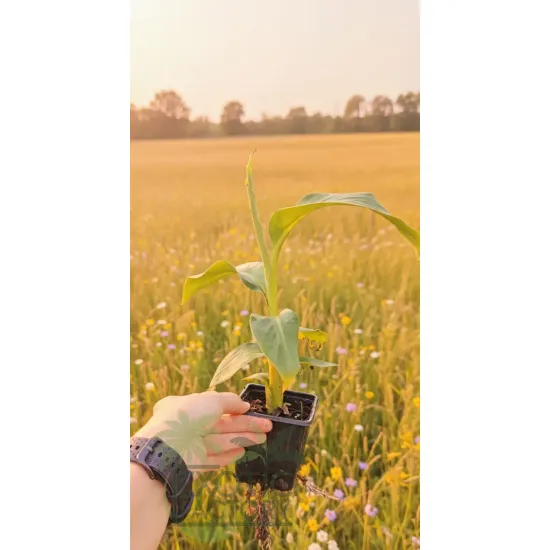 oferowana sadzonka bananowca do donicy musa sikkimensis red tiger w doniczce P8