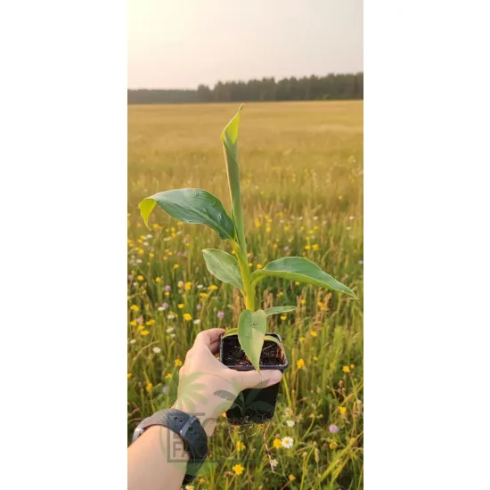 oferowana sadzonka bananowca do ogrodu musa sikkimensis red tiger w doniczce P8