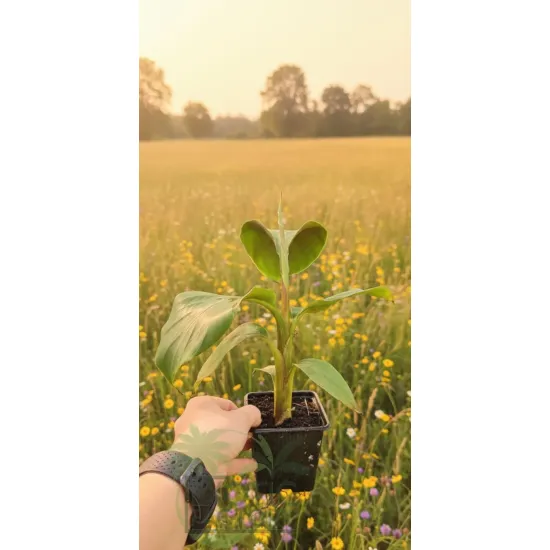 oferowana sadzonka zimującego bananowca sikkimensis red tiger w doniczce P8