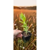 oferowana sadzonka sedum spectabile