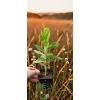 oferowana sadzonka rozchodnika sedum w doniczce