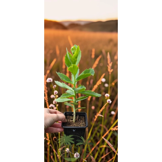 oferowana sadzonka rozchodnika sedum w doniczce