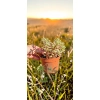 oferowana sadzonka sedum spurium tricolor w doniczce