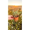 oferowana sadzonka sedum spurium tricolor w doniczce