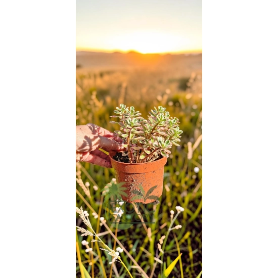 oferowana sadzonka sedum spurium tricolor w doniczce