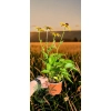 oferowana sadzonka rudbeckia fulgida w doniczce
