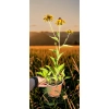 oferowana sadzonka niskiej rudbekii błyskotliwej Goldsturm w doniczce 0,8 litra