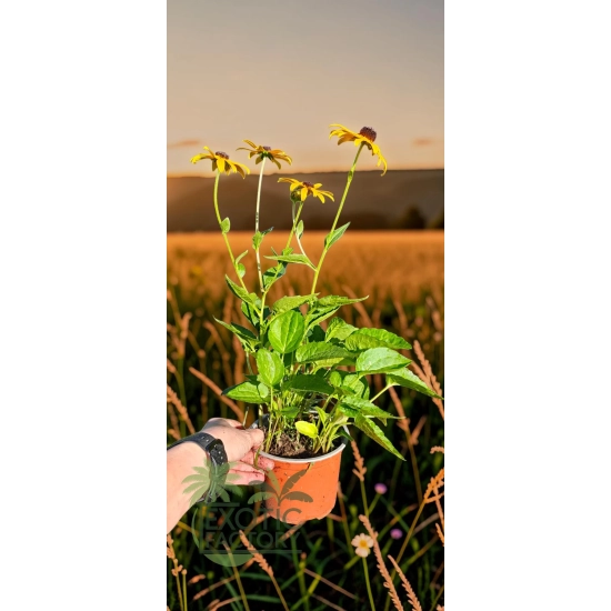 oferowana sadzonka rudbeckia fulgida w doniczce