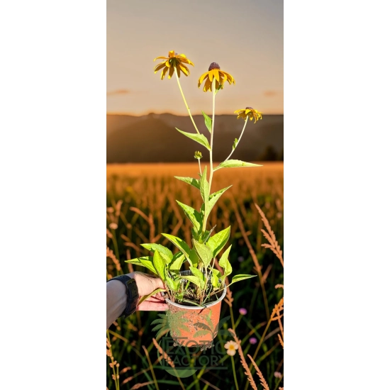 oferowana sadzonka niskiej rudbekii błyskotliwej Goldsturm w doniczce 0,8 litra