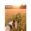 oferowana sadzonka rudbekii błyskotliwej Goldsturm