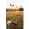 oferowana sadzonka rudbekii błyskotliwej Goldsturm