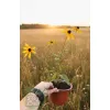 oferowana sadzonka rudbekii błyskotliwej Goldsturm