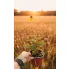 oferowana sadzonka rudbekii błyskotliwej Goldsturm