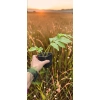 oferowana sadzonka rudbekii nagiej o żółtych, pełnych kwiatach w doniczce