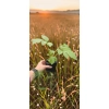 oferowana sadzonka wysokiej rudbekii nagiej