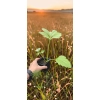oferowana sadzonka rudbekii nagiej o pełnych kwiatach