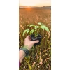 oferowana sadzonka rudbekii nagiej w doniczce