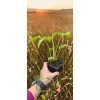 oferowana sadzonka rudbekii nagiej o żółtych kwiatach w doniczce
