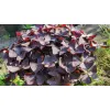 zbliżenie na liście szczawika trójkątnego Oxalis triangularis