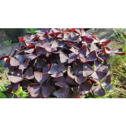 zbliżenie na liście szczawika trójkątnego Oxalis triangularis zbliżenie na liście szczawika trójkątnego Oxalis triangularis