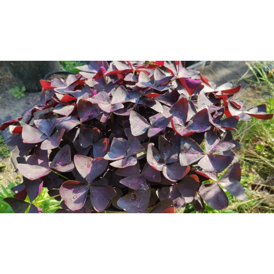 zbliżenie na liście szczawika trójkątnego Oxalis triangularis