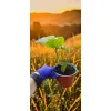oferowana sadzonka drzewa pomidorowego w doniczce 0,8 litra