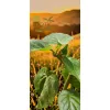 oferowana sadzonka pomidora drzewiastego w doniczce