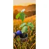 oferowana sadzonka owocującego tamarillo w doniczce