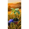 oferowana sadzonka szybko rosnącego tamarillo w doniczce 0,8 litra