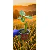 oferowana sadzonka drzewa pomidorowego w doniczce 0,8 litra