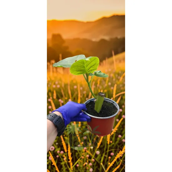 oferowana sadzonka drzewa pomidorowego w doniczce 0,8 litra