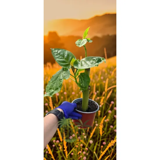 oferowana sadzonka drzewa pomidorowego w doniczce 0,8 litra