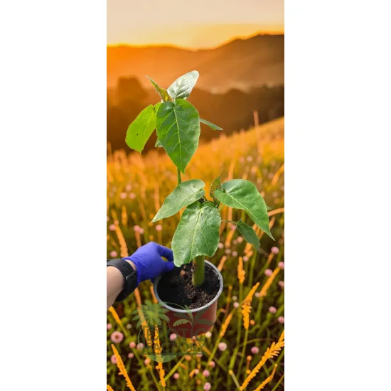 oferowana sadzonka owocującego tamarillo w doniczce