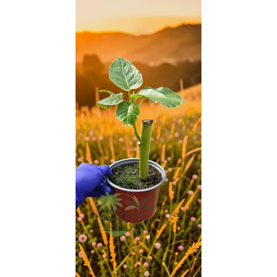 oferowana sadzonka drzewa pomidorowego w doniczce 0,8 litra