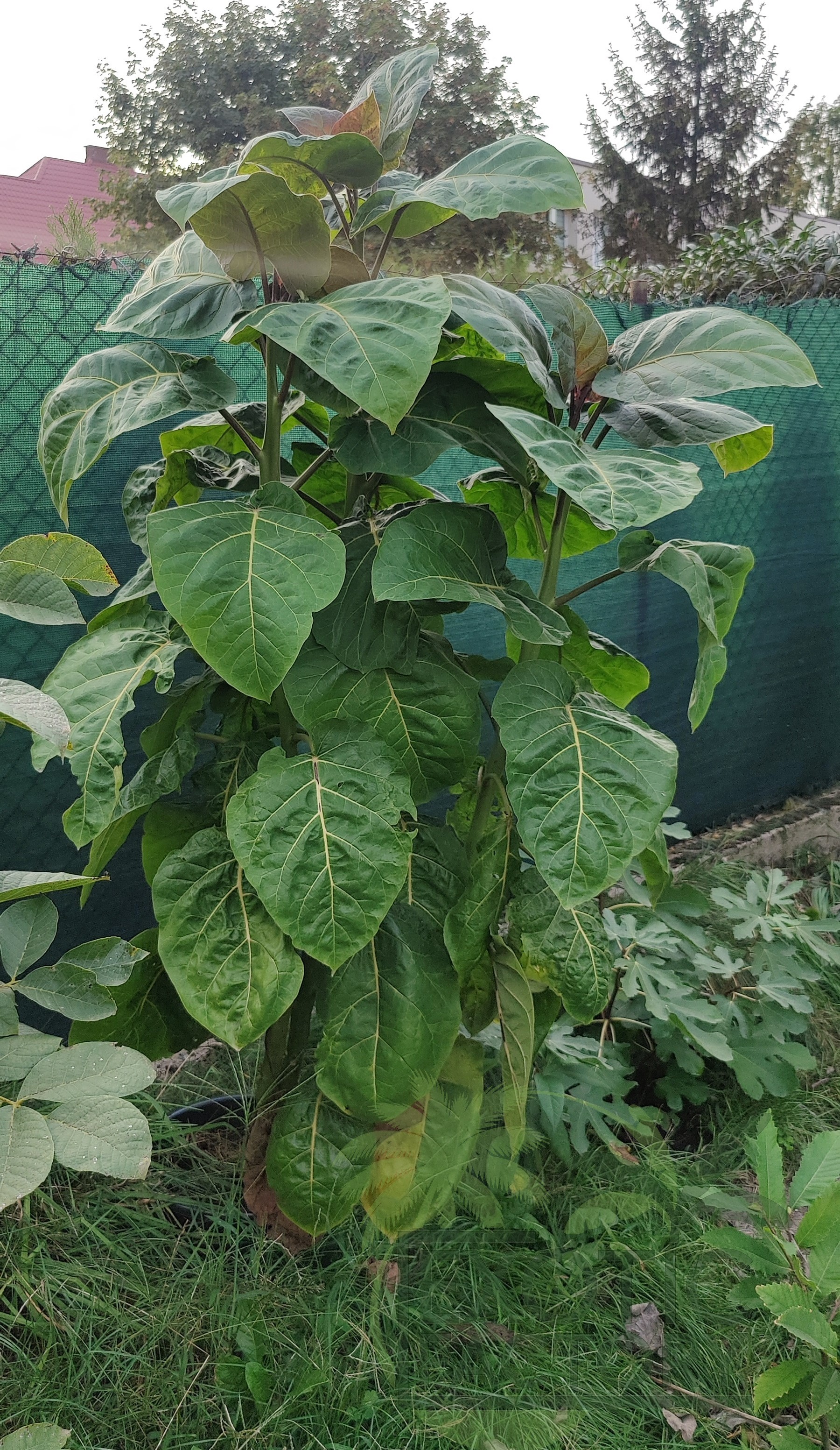 pomidor drzewiasty tamarillo uprawiany w ogrodzie w Polsce