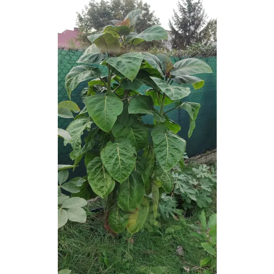 tamarillo, czyli cyfomandra grubolistna, w ogrodzie