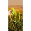 oferowana sadzonka Lysimachia nummularia w doniczce
