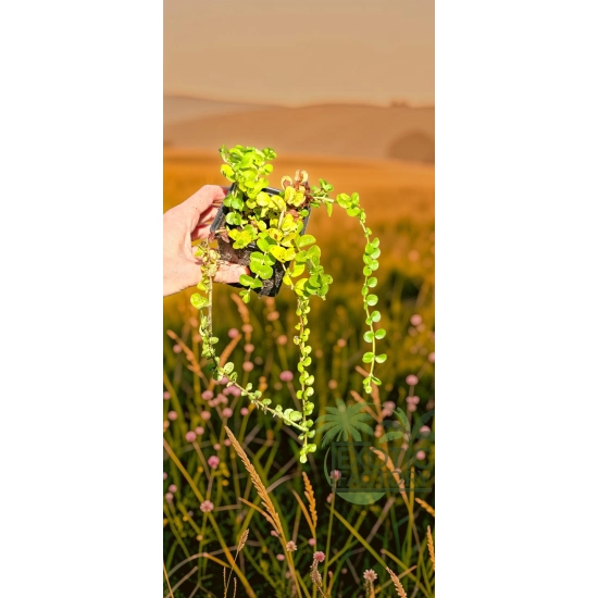 oferowana sadzonka Lysimachia nummularia w doniczce