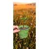 oferowana sadzonka poncyrii trifoliata w doniczce