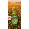 sadzonka poncyrii trifoliata w doniczce 0,72 litra