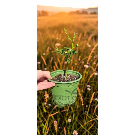 oferowana sadzonka poncyrii trifoliata w doniczce