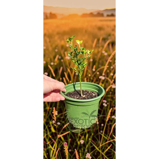 oferowana sadzonka cytrusa pomarańczy trójlistkowej w doniczce