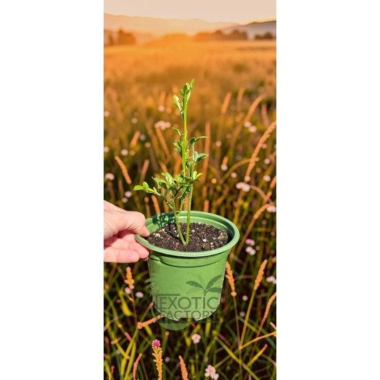 sadzonka poncyrii trifoliata w doniczce 0,72 litra