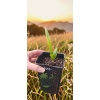 oferowana sadzonka palmy mrozoodpornej Trachycarpus wagnerianus
