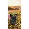 oferowana sadzonka palmy mrozoodpornej Trachycarpus wagnerianus
