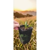 oferowana sadzonka palmy mrozoodpornej Trachycarpus wagnerianus