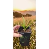 oferowana sadzonka palmy mrozoodpornej Trachycarpus wagnerianus