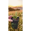 oferowana sadzonka palmy mrozoodpornej Trachycarpus wagnerianus