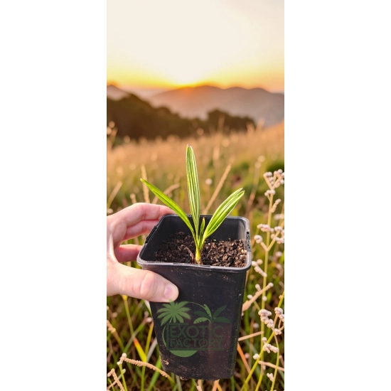 oferowana sadzonka palmy do ogrodu Trachycarpus wagnerianus